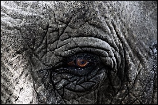 Elephant eye closeup